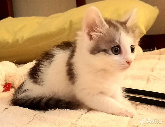 Котенок девочка в добрые руки