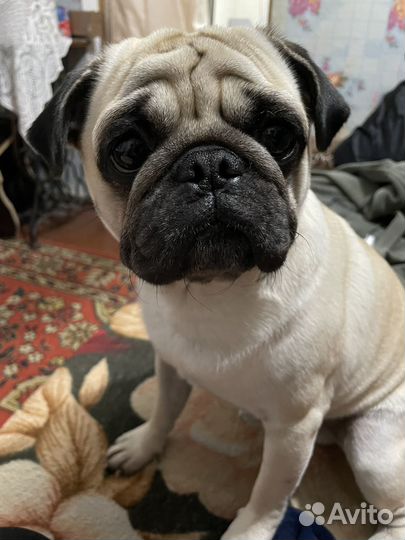 Мопс вязка мальчик