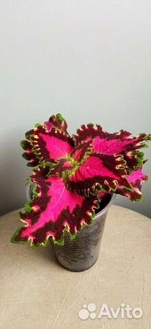 Комнатные растения