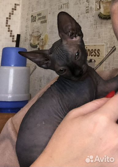 Котенок сфинкс