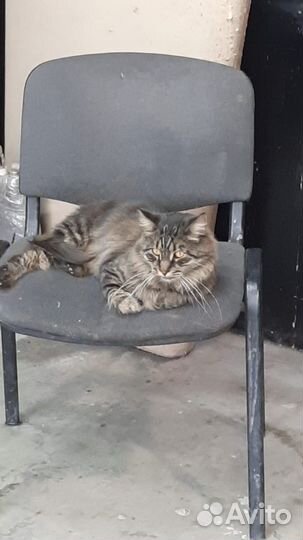 Кот ищет дом