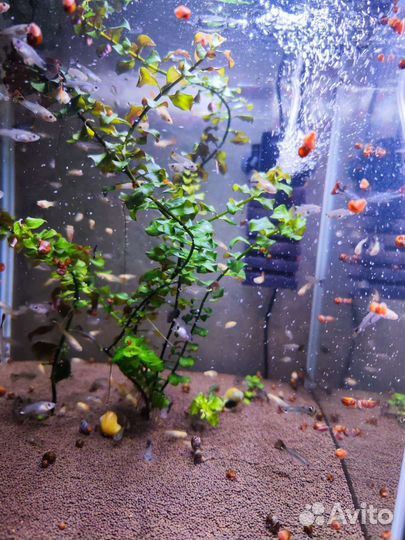 Аквариумные рыбки гуппи