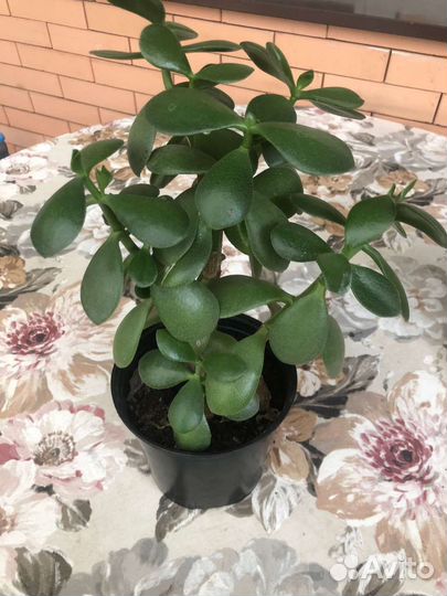 Денежное дерево