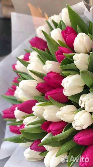 Тюльпаны оптом к 8 марта Киров