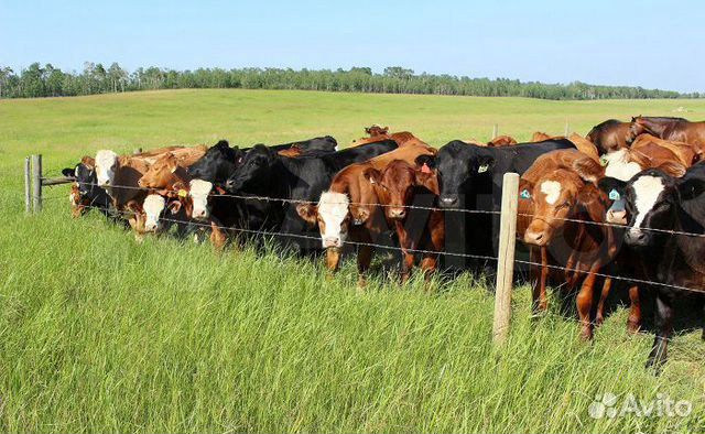 Электропастухи и комплектующие в ассортименте