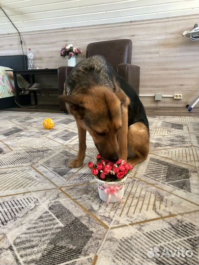 Собака мальчик Джек 1,5 года