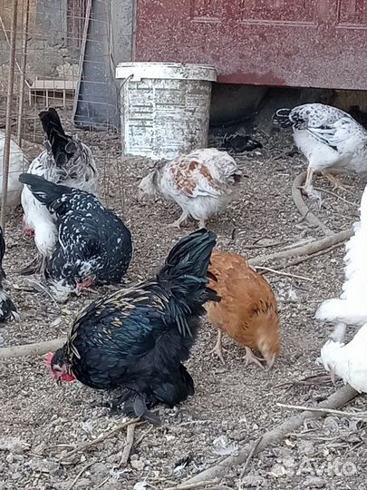 Карликовые курочки и петушки