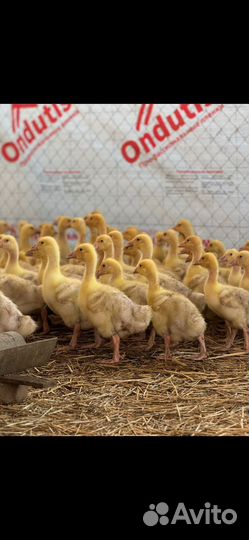 Гусята и утята