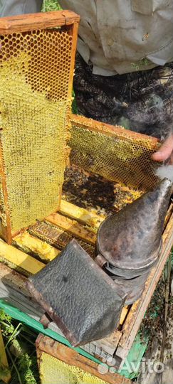 Мед горный(светлый)