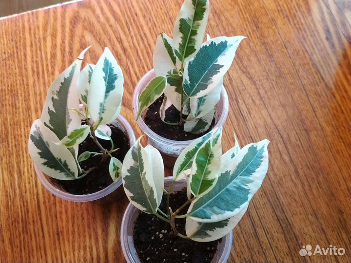 Фикус де Гантель