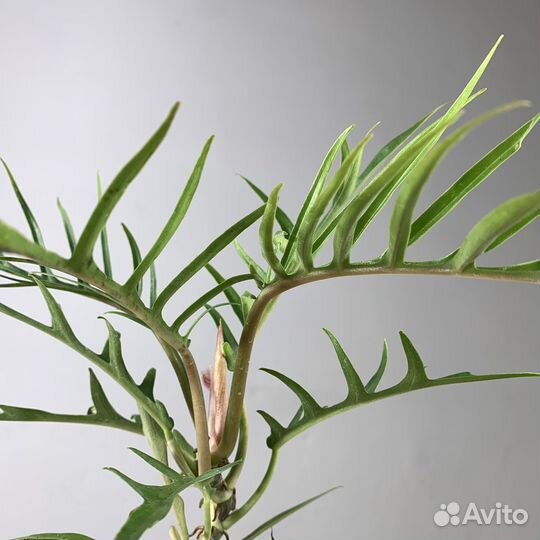 Филодендрон Тортум