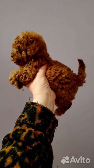 Той пудель. Девочки и мальчишки