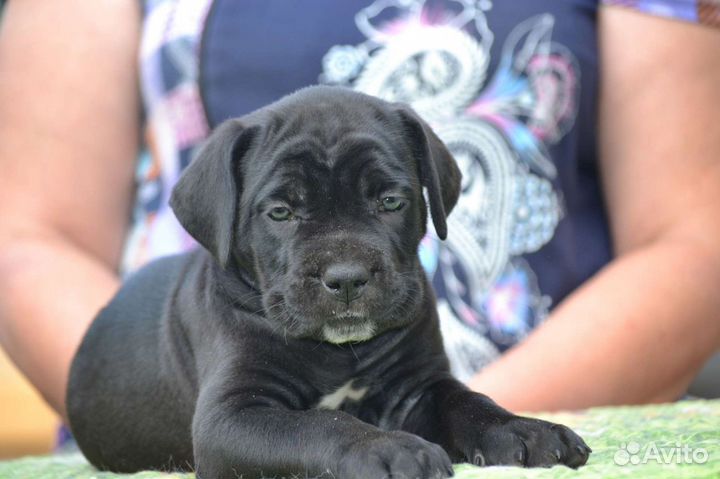 Кане Корсо щенки от проверенных по здоровью родите