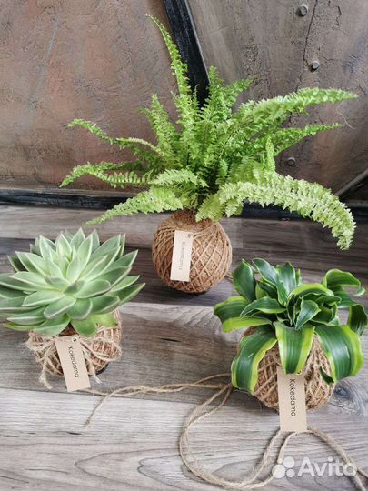 Папоротник нефролепис в стеклянной вазе