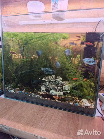 Аквариум