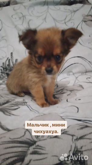 Щенки чихуахуа мини