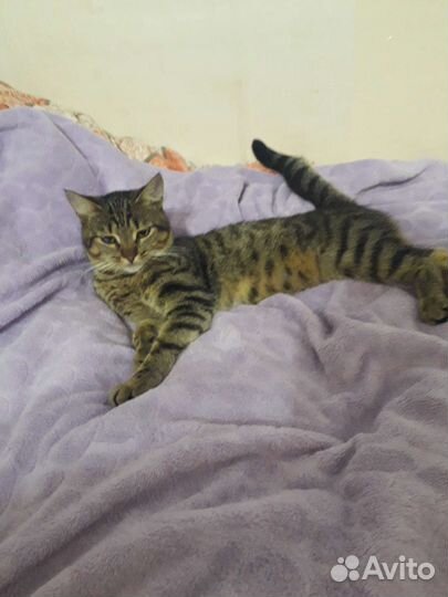 Молодой котик