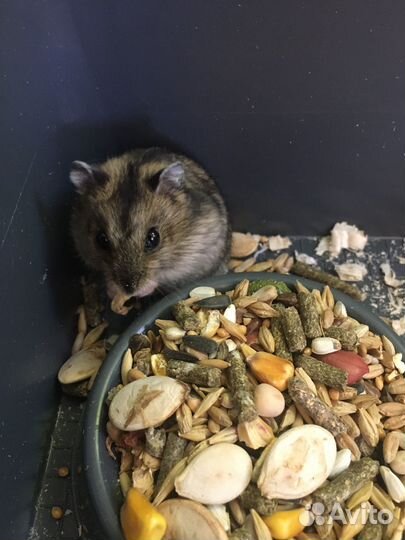 Джунгарский хомяк