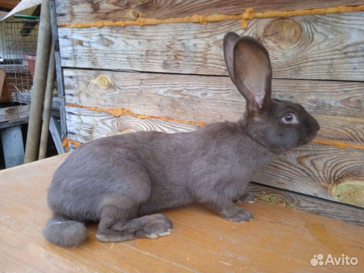 Кролики немецкий пестрый 