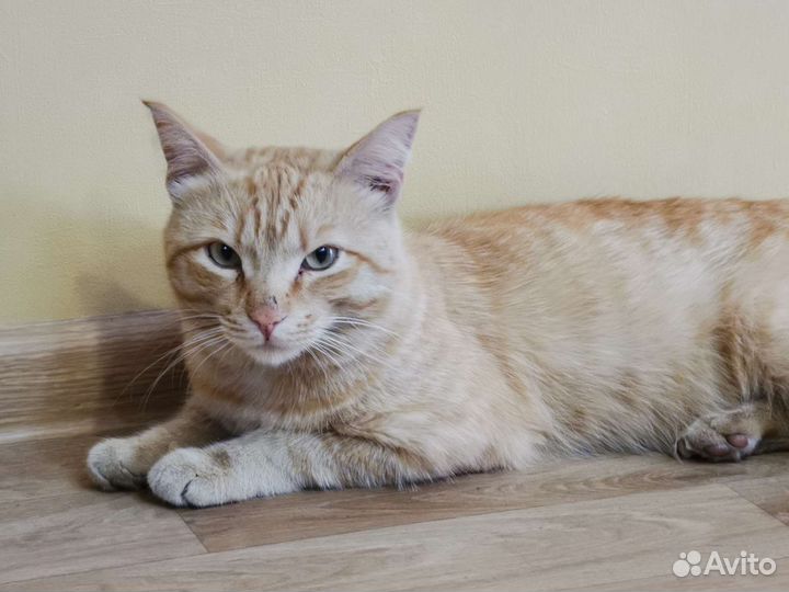 Кошки в добрые руки бесплатно