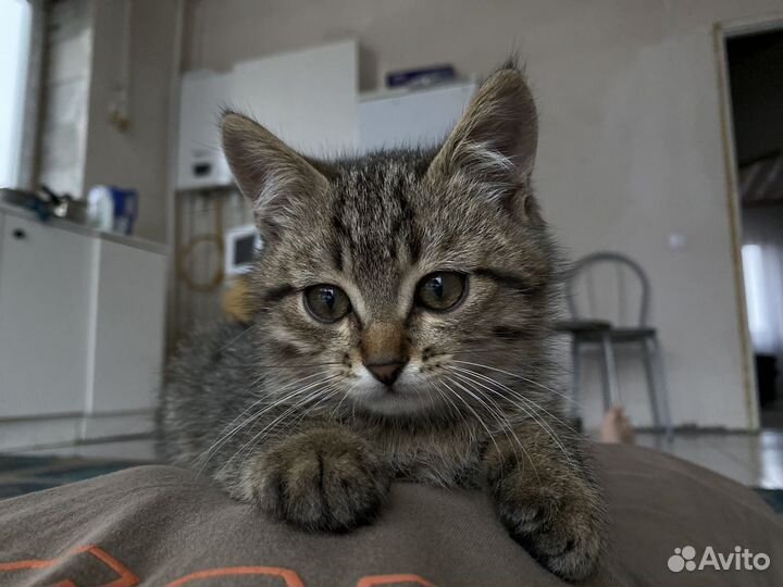 Котята кошка