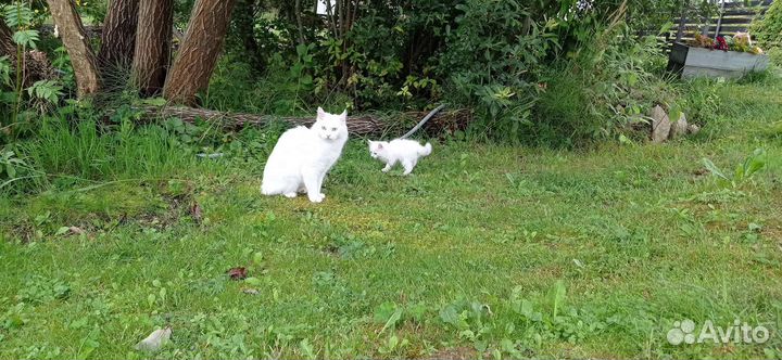 Просто котята