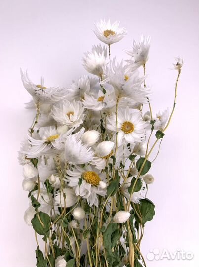 Роданте сухоцвет букет