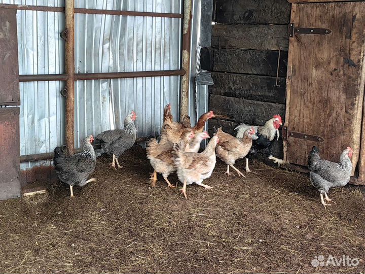 Юрловские куры