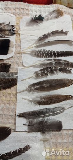 Перья для творчества (индюк)