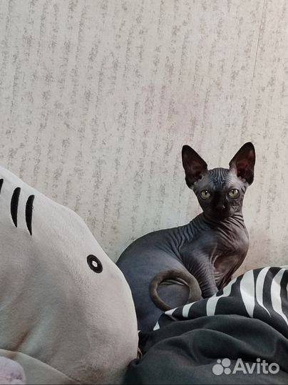 Канадский сфинкс вязка