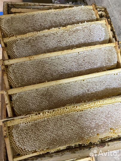 Прошлогодний /Свежий Мёд 2023г, доставка бесплатно