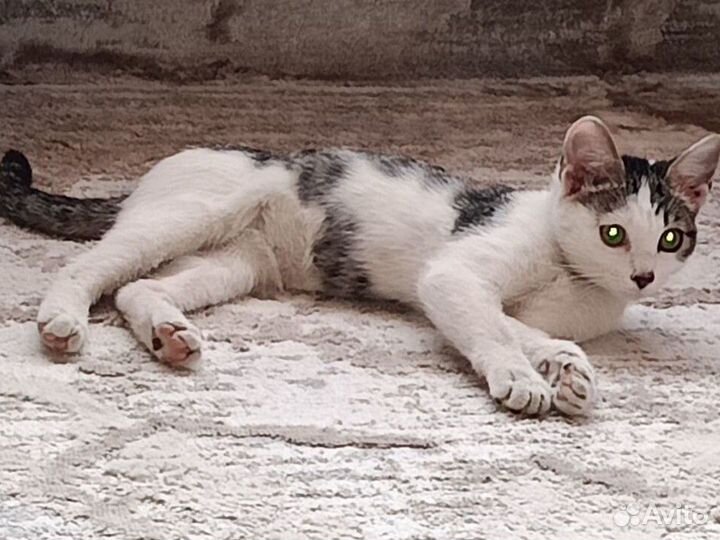 Милая кошечка, отлично ладит с детьми