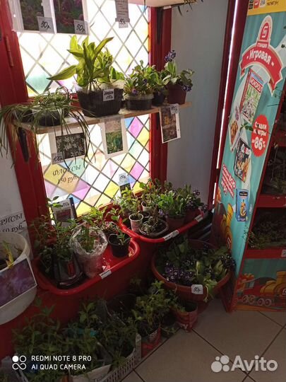 Первоцветы многолетние