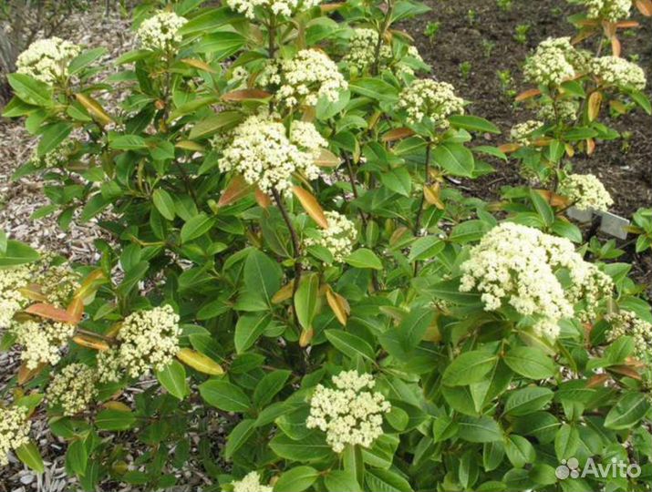 Калина, разные виды, семена