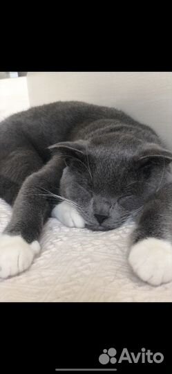 Шотландский кот