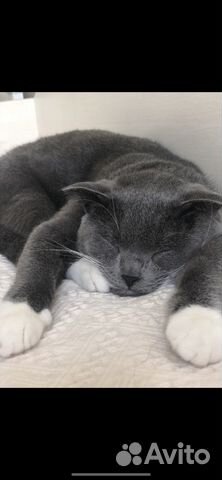 Шотландский кот