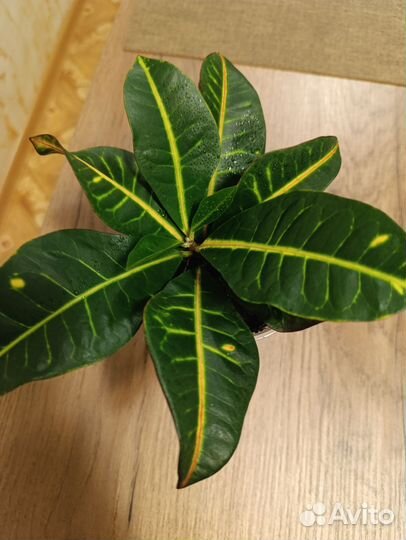 Кротон петра