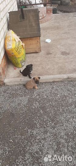 Щенки в добрые руки
