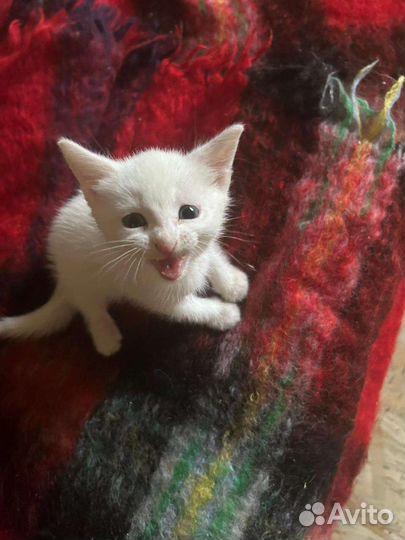 Котенок мальчик