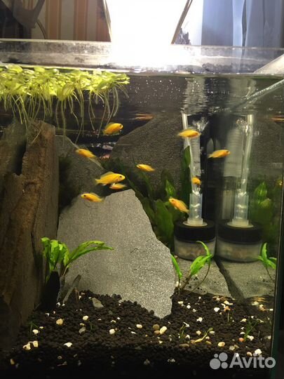 Лабидохромис еллоу