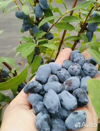 Жимолость Бореал Бьюти