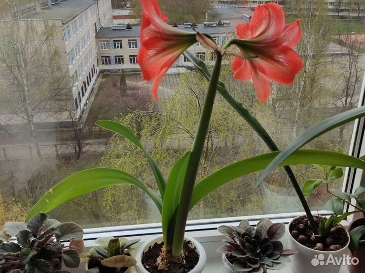 Гиппиаструм