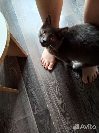 Кошка с котом