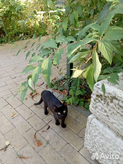 Отдаю в добрые руки