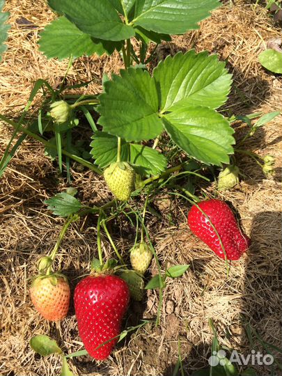 Клубника —Итальянская и Французская селекция