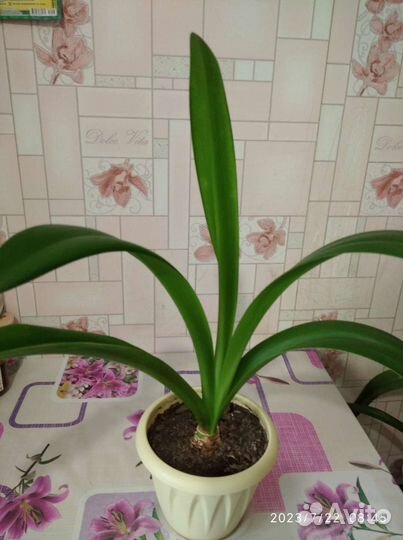 Гиппиаструм