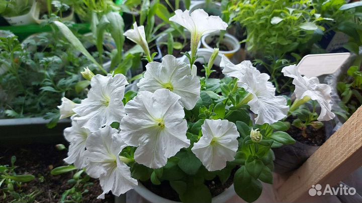 Продам рассаду