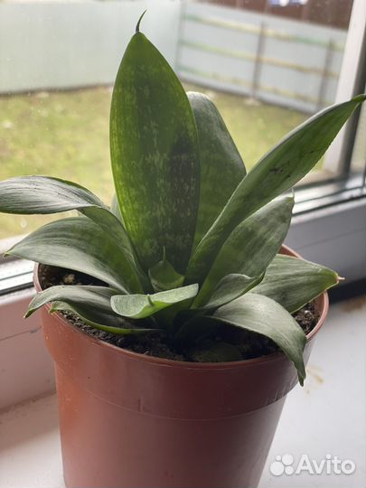 Сансевиерия ханни грин