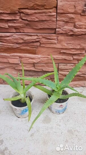 Алоэ древовидное, столетник