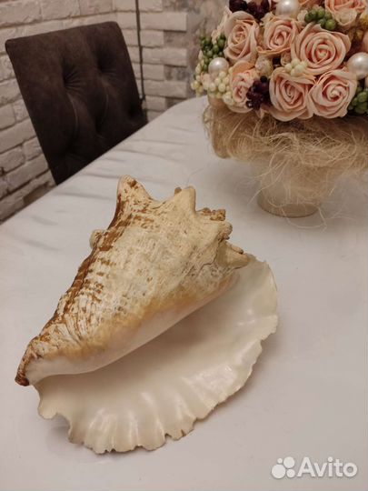 Ракушка морская большая из Кубы